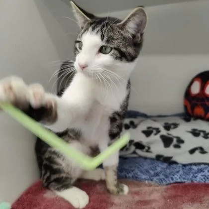 An adult medium-sized male Domestic Short Hair cat named Pipa for adoption in Voorhees, NJ