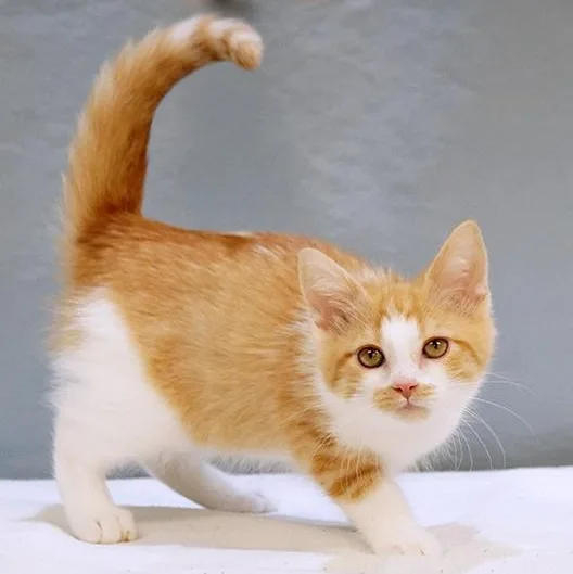 A baby medium-sized female Orange & White Domestic Medium Hair cat named Winkie for adoption in Maynardville, TN