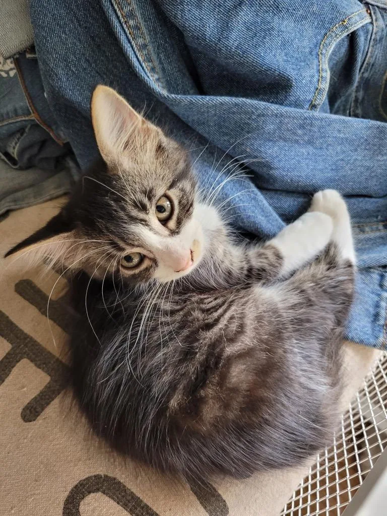 A baby medium-sized male Domestic Long Hair cat named BeetleJuice for adoption in San Antonio, TX