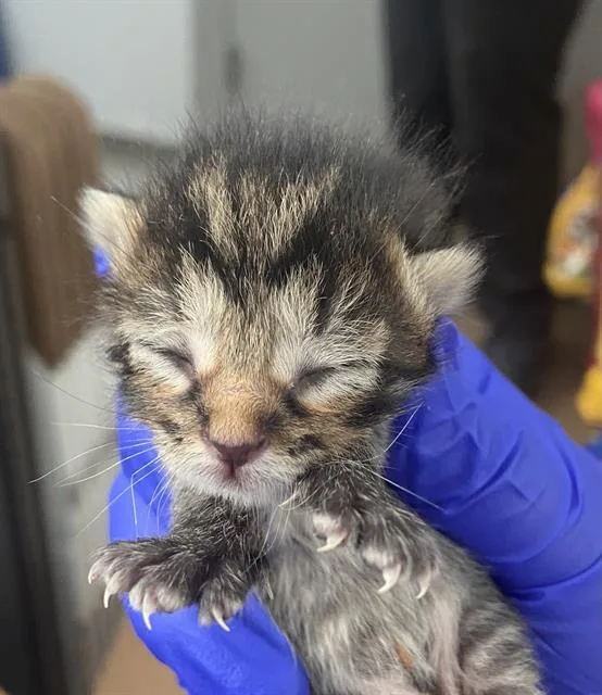 A baby medium-sized male Domestic Short Hair cat named Thatch for adoption in Dallas, TX