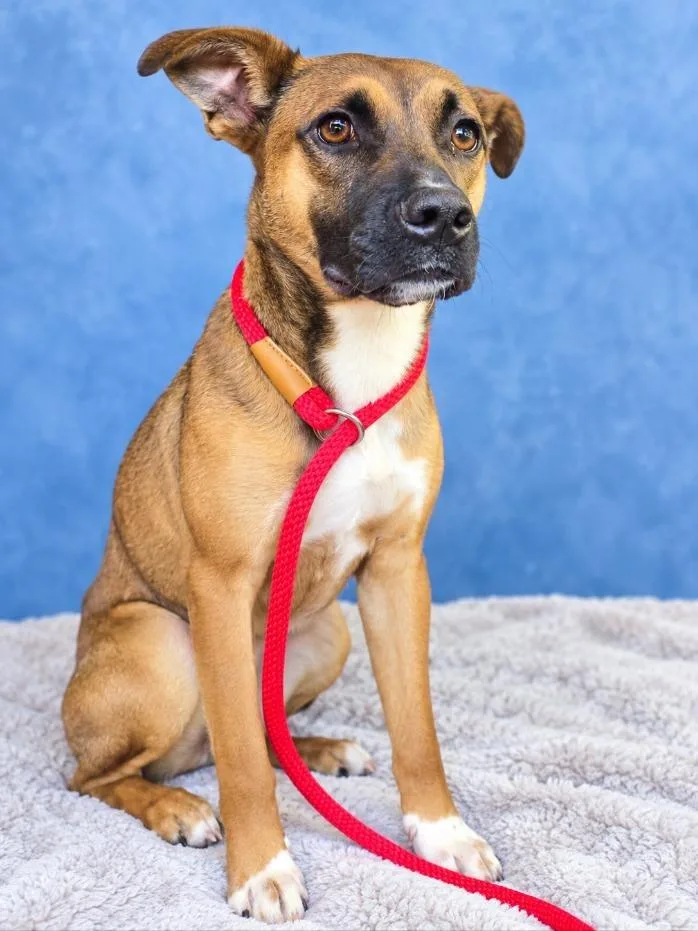 A young medium-sized female Black Mouth Cur dog named Penny for adoption in St. Augustine, FL