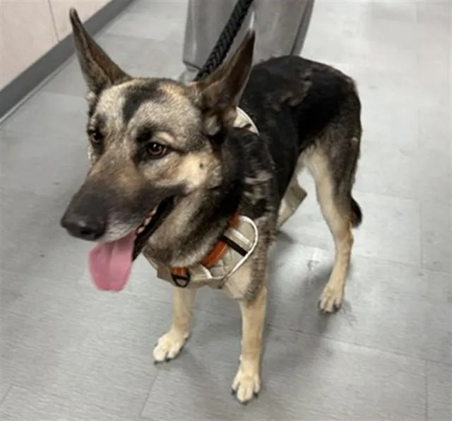 An adult large-sized female German Shepherd Dog dog named Piper for adoption in San Bernardino, CA