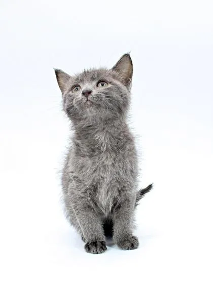 A baby small-sized female Domestic Medium Hair cat named Minerva for adoption in Morton Grove, IL