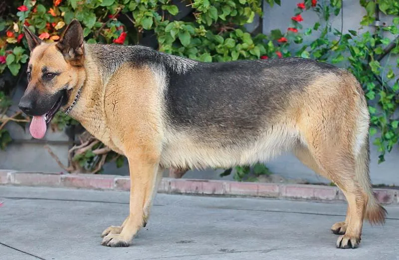A young large-sized female Black German Shepherd Dog dog named Astrid Von Amtzell for adoption in Los Angeles, CA