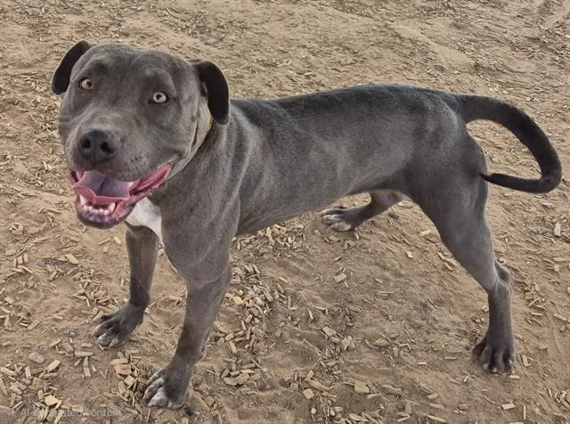 A young medium-sized female Pit Bull Terrier dog named Cassie for adoption in Albuquerque, NM