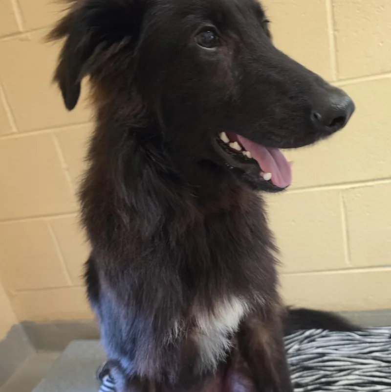 A young medium-sized male Black Collie dog named Tucker for adoption in Danville, VA
