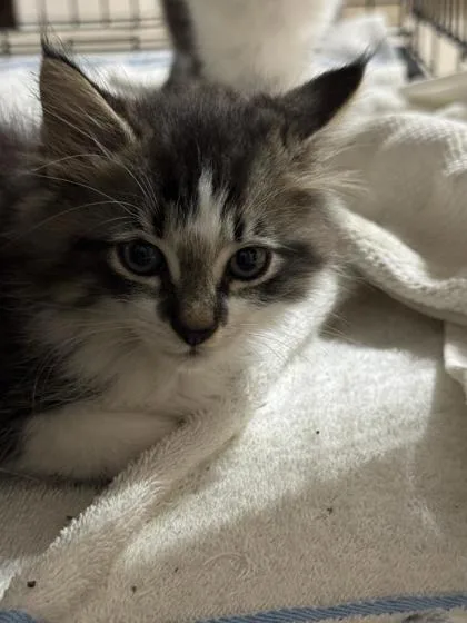 A baby small-sized male Domestic Long Hair cat named Tassel for adoption in Ringoes, NJ