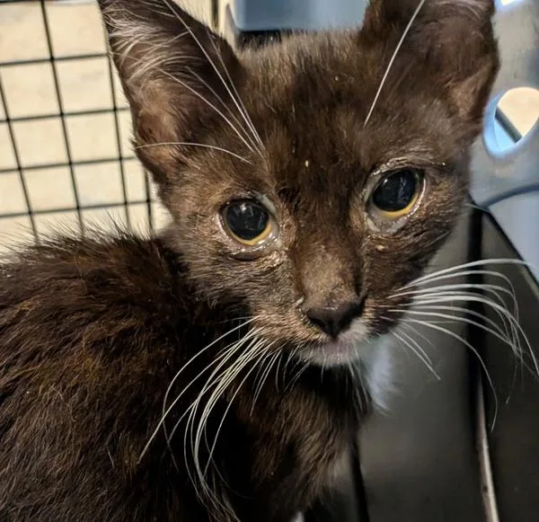 A baby small-sized female Domestic Short Hair cat named Rupee for adoption in San Diego, CA