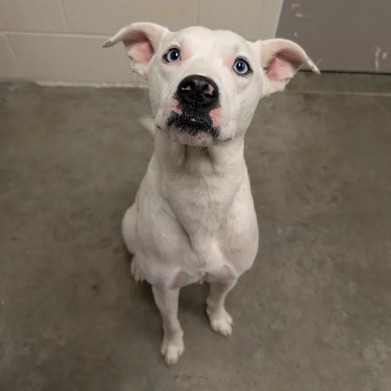 An adult medium-sized male White / Cream Mixed Breed dog named Pringle for adoption in Manhattan, KS