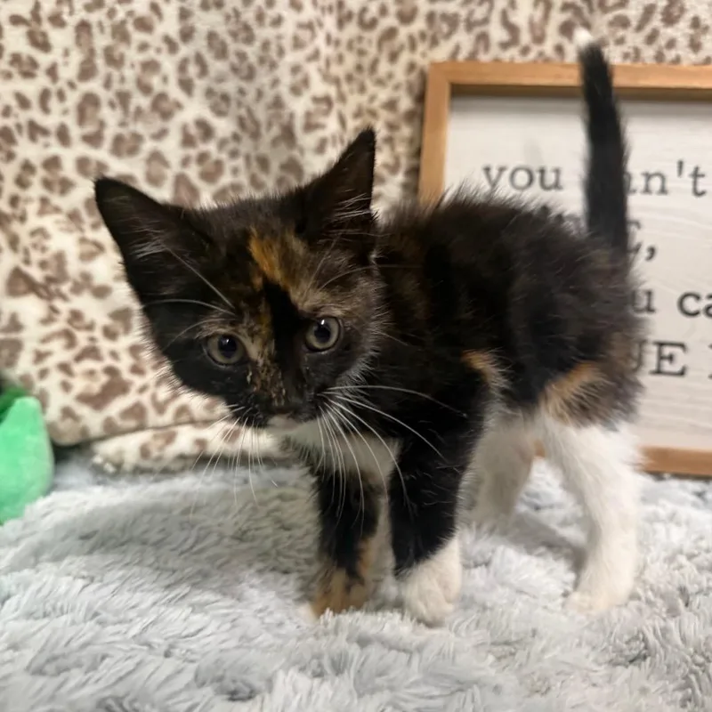 A baby small-sized female Calico Domestic Short Hair cat named Lime for adoption in Monroeville, AL
