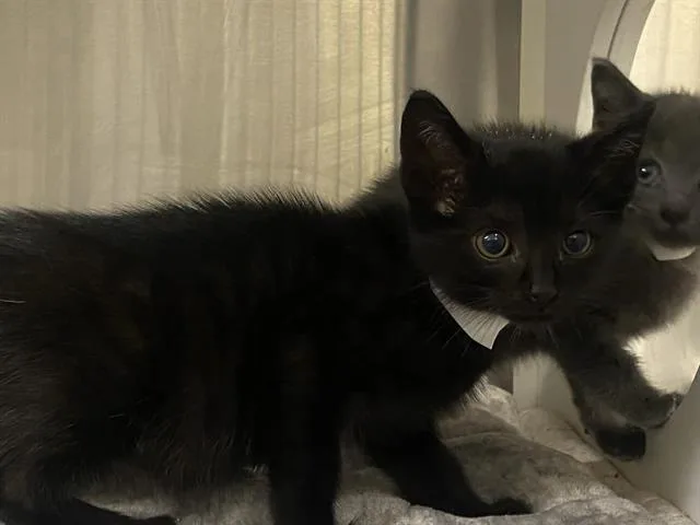 A baby small-sized male Domestic Short Hair cat named Coco for adoption in Tustin, CA