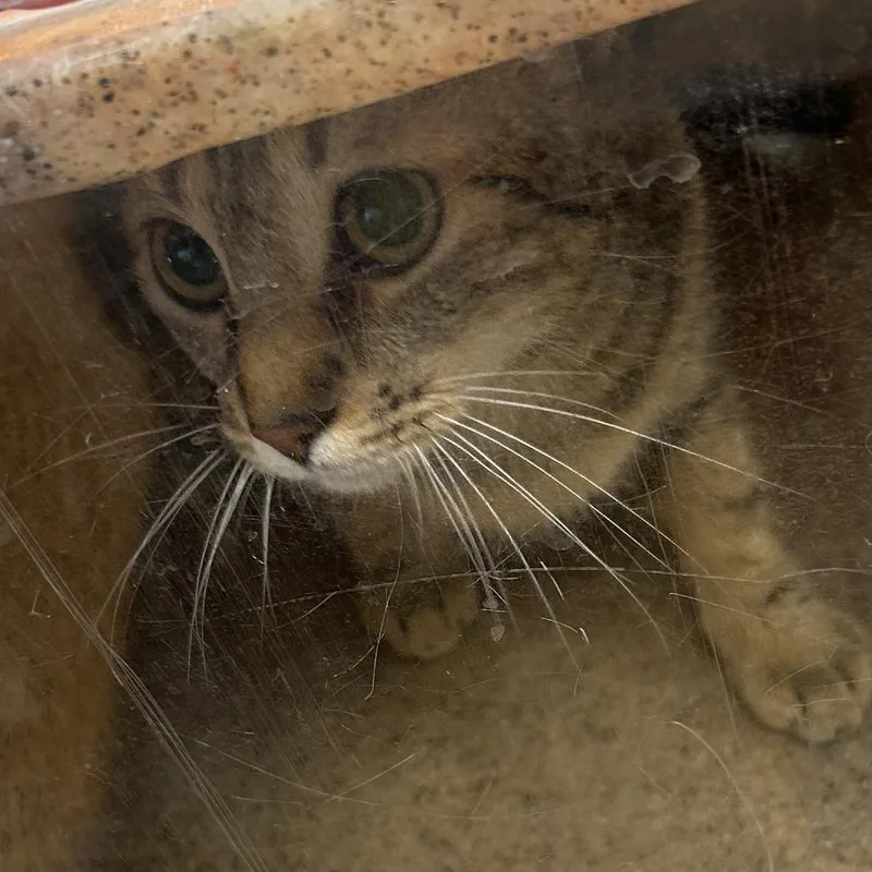An adult medium-sized female Gray / Blue / Silver Domestic Short Hair cat named Katelyn for adoption in Philadelphia, PA
