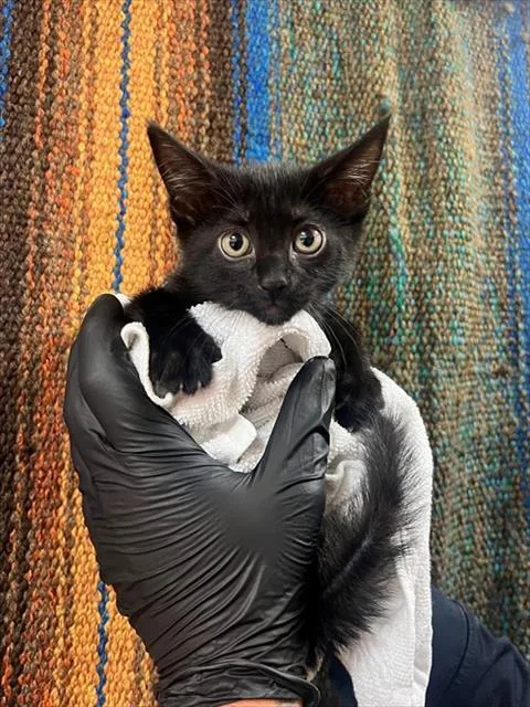 A baby small-sized male Domestic Short Hair cat named Bellatrix for adoption in Thousand Palms, CA