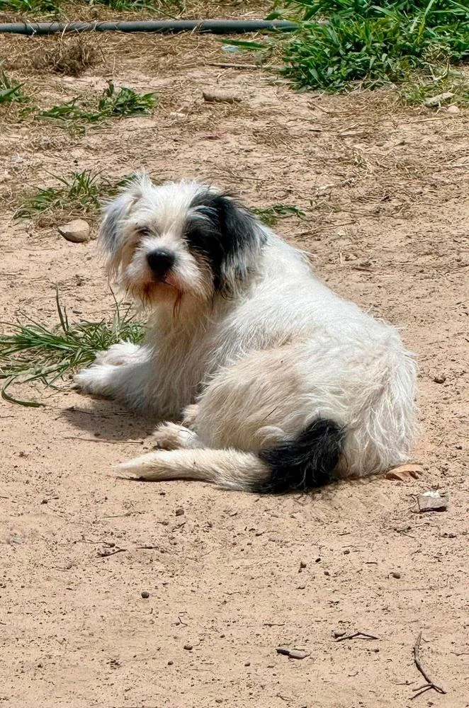 An adult small-sized female Tricolor (Brown, Black, & White) Maltese dog named Alma for adoption in Syracuse, NY
