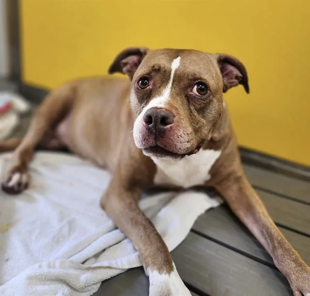 An adult medium-sized female Mixed Breed dog named Iris for adoption in Palmetto, FL