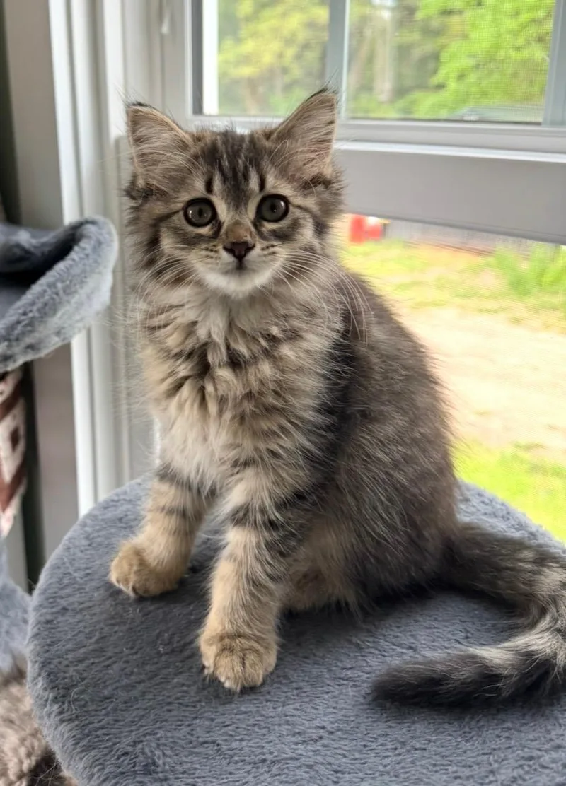 Bella