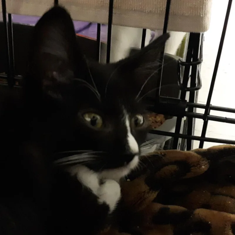 A baby small-sized female Black Domestic Short Hair cat named Merco for adoption in Spokane, WA