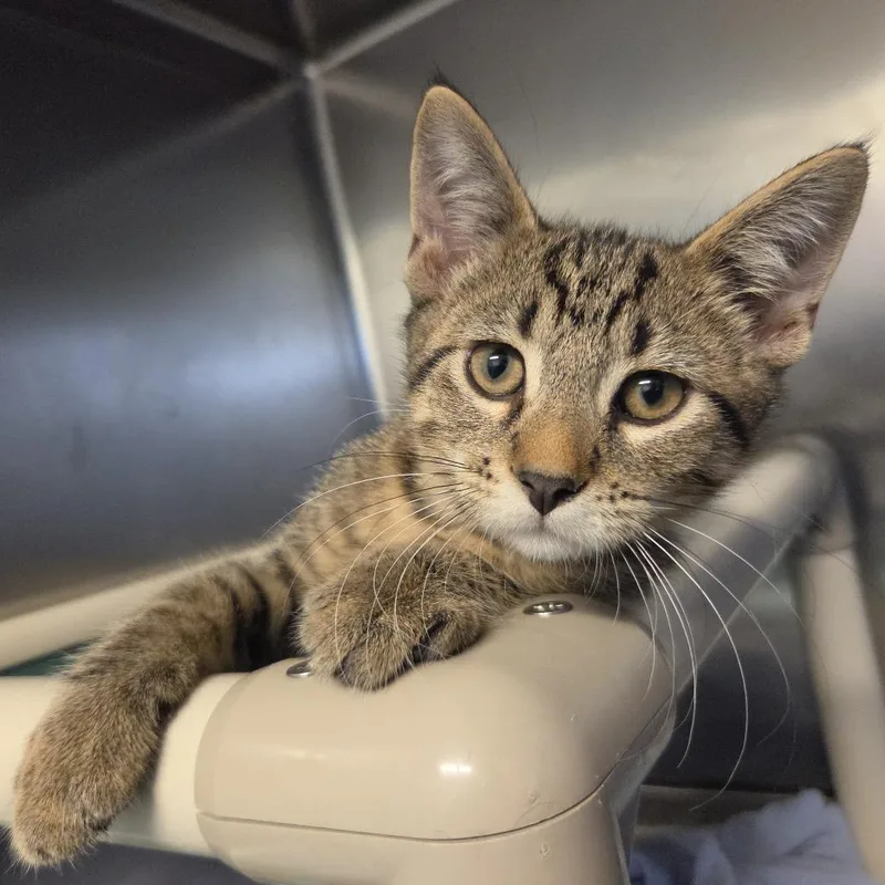 A baby small-sized male Gray / Blue / Silver Domestic Short Hair cat named Cider for adoption in Rock Falls, IL