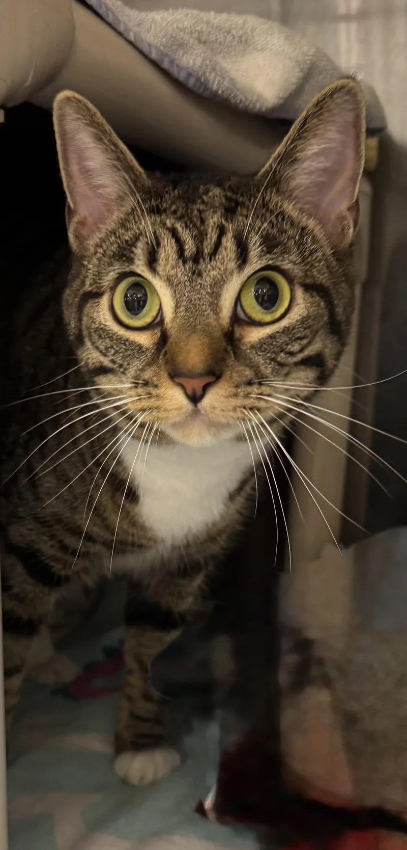 A young medium-sized female Tabby cat named Jaylo for adoption in Locust Grove, VA