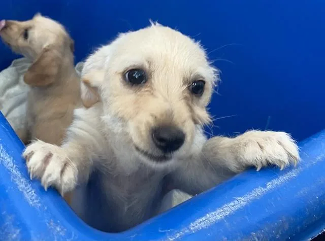 A baby medium-sized female Mixed Breed dog named Marnie for adoption in Dallas, TX