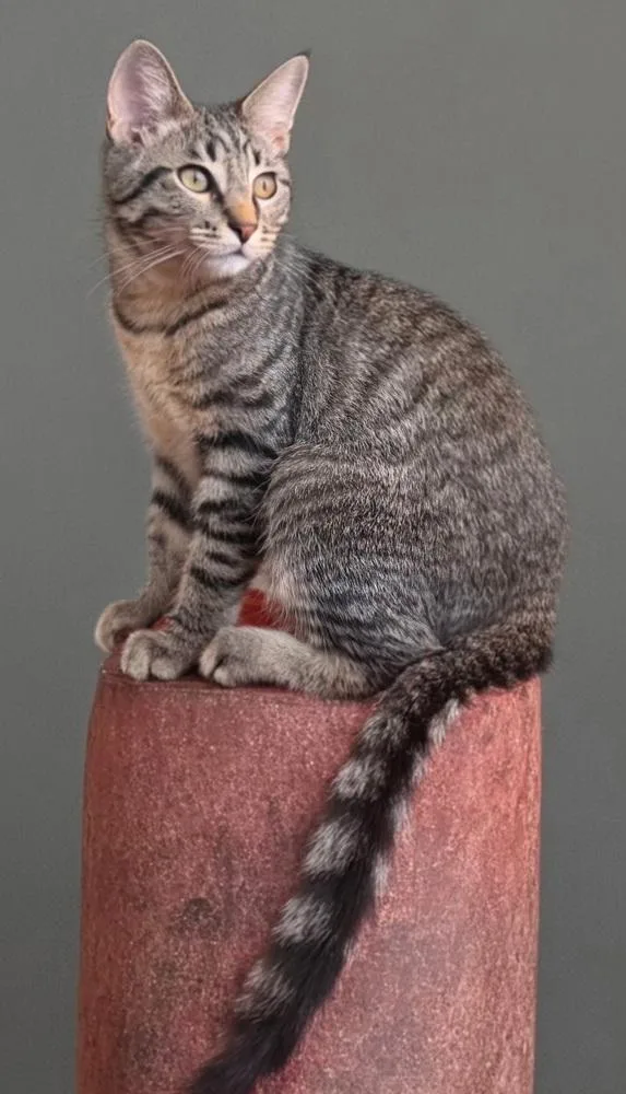 A baby small-sized male Domestic Short Hair cat named Theo for adoption in Dallas, TX