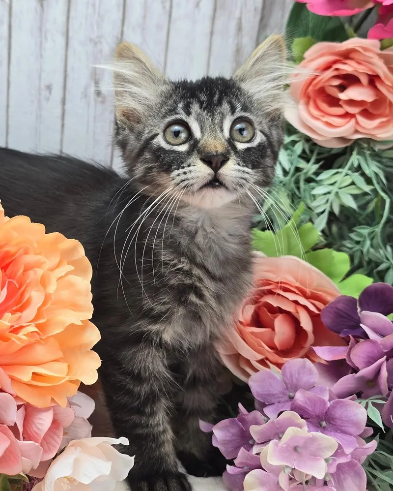 Clover thumbnail 3