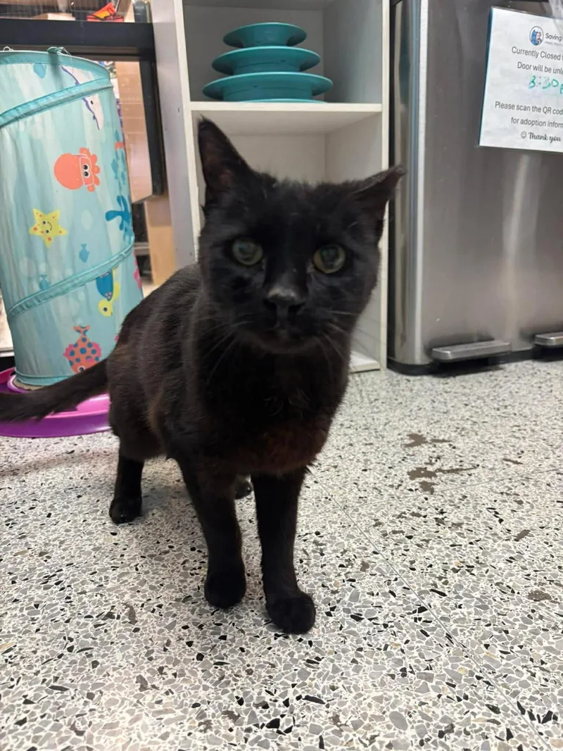 An adult medium-sized male Black Domestic Short Hair cat named Georgie Park for adoption in Chandler, AZ