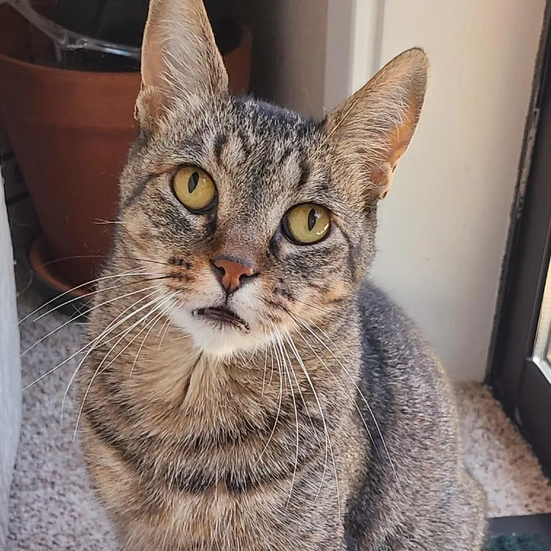 An adult medium-sized male Brown / Chocolate Domestic Short Hair cat named Emmet Otterton for adoption in Santa Rosa, CA