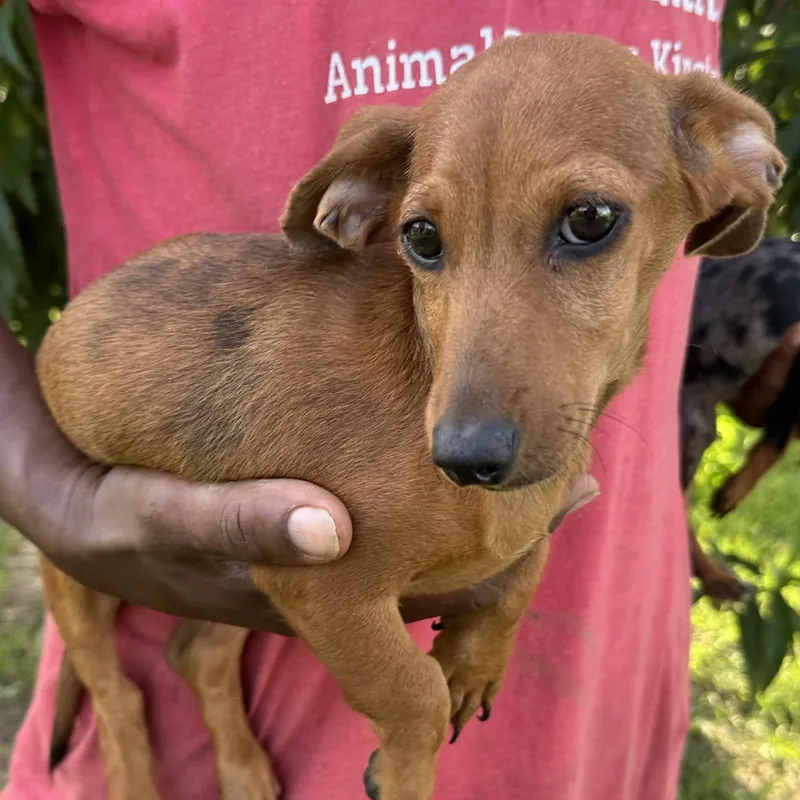 A baby small-sized male Red / Chestnut / Orange Dachshund dog named Luca  Local July for adoption in Brookshire, TX
