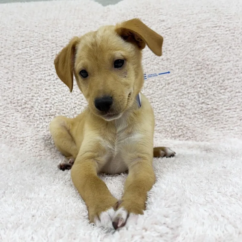 A baby small-sized male White / Cream Labrador Retriever dog named Waffles for adoption in Parker, CO