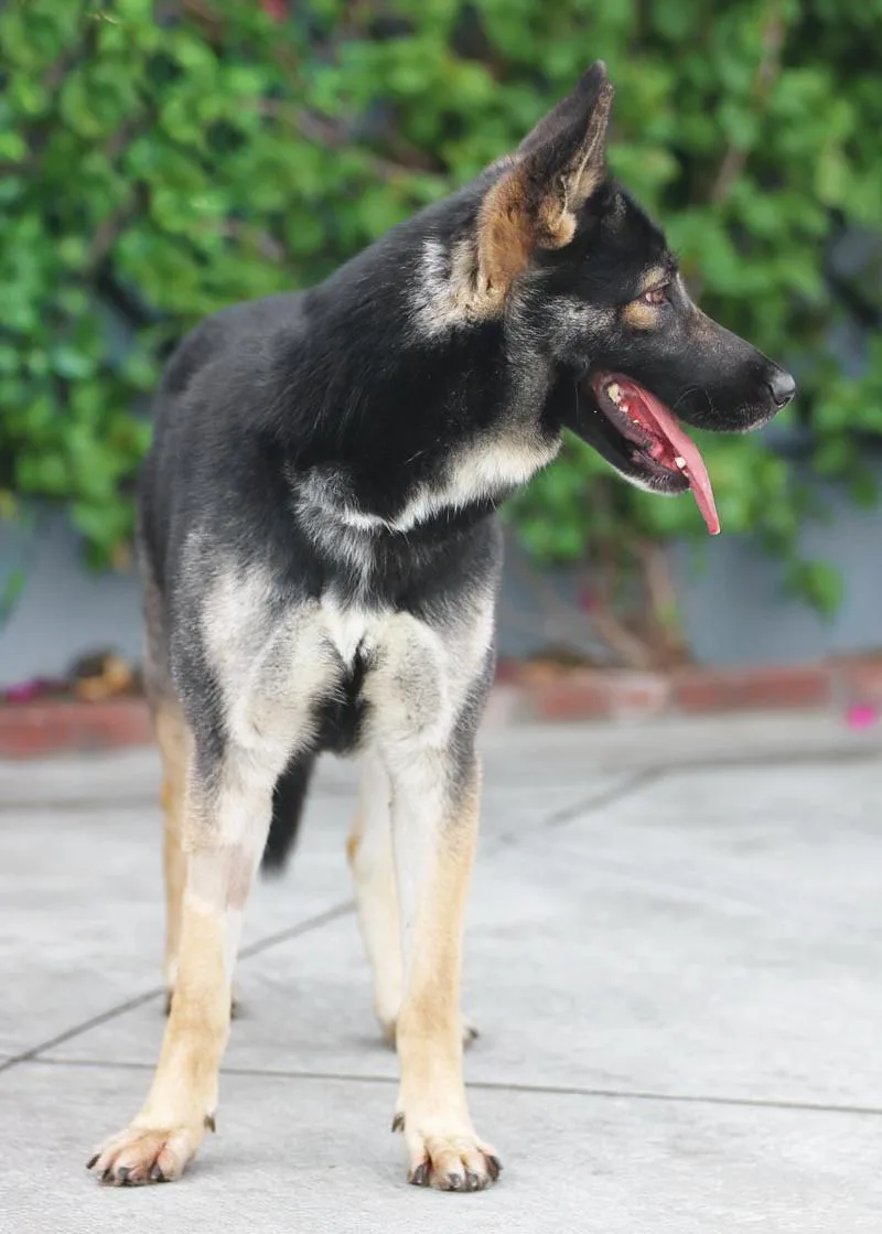 A young large-sized female Tricolor (Brown, Black, & White) German Shepherd Dog dog named Mira Von Megesheim for adoption in Los Angeles, CA