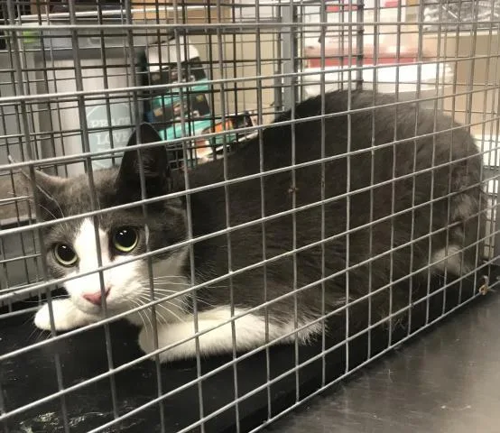 A young medium-sized male Domestic Short Hair cat named Mando for adoption in Conroe, TX