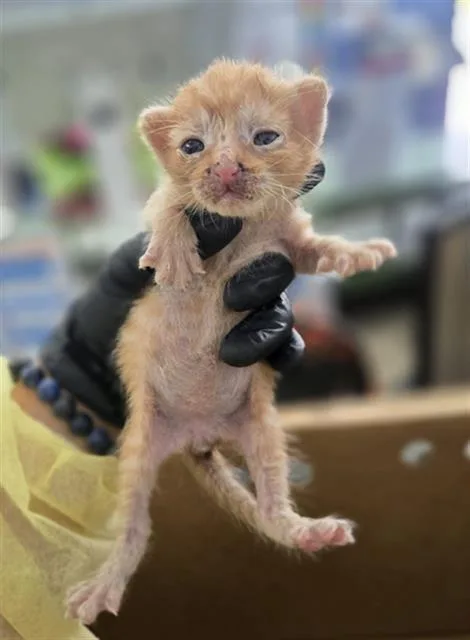 A baby medium-sized male Domestic Short Hair cat named Spot for adoption in Dallas, TX