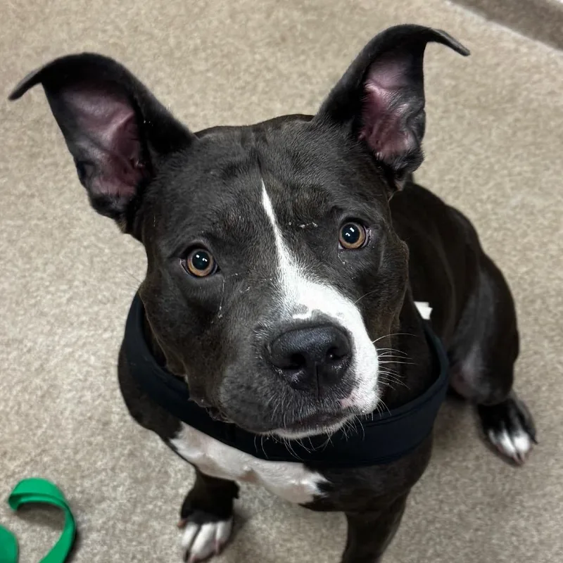An adult large-sized female Pit Bull Terrier dog named Angel for adoption in Hinesville, GA