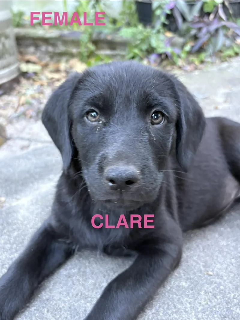 A baby large-sized female Black Labrador Retriever dog named The Lab Mix Pups for adoption in Jacksonville, FL