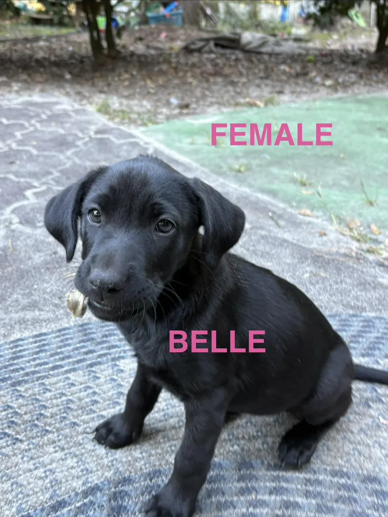The Lab Mix Pups thumbnail 2