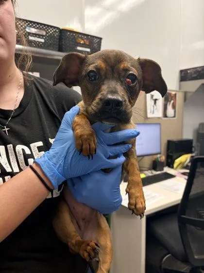 A young small-sized female Chihuahua dog named B Ella for adoption in North Charleston, SC
