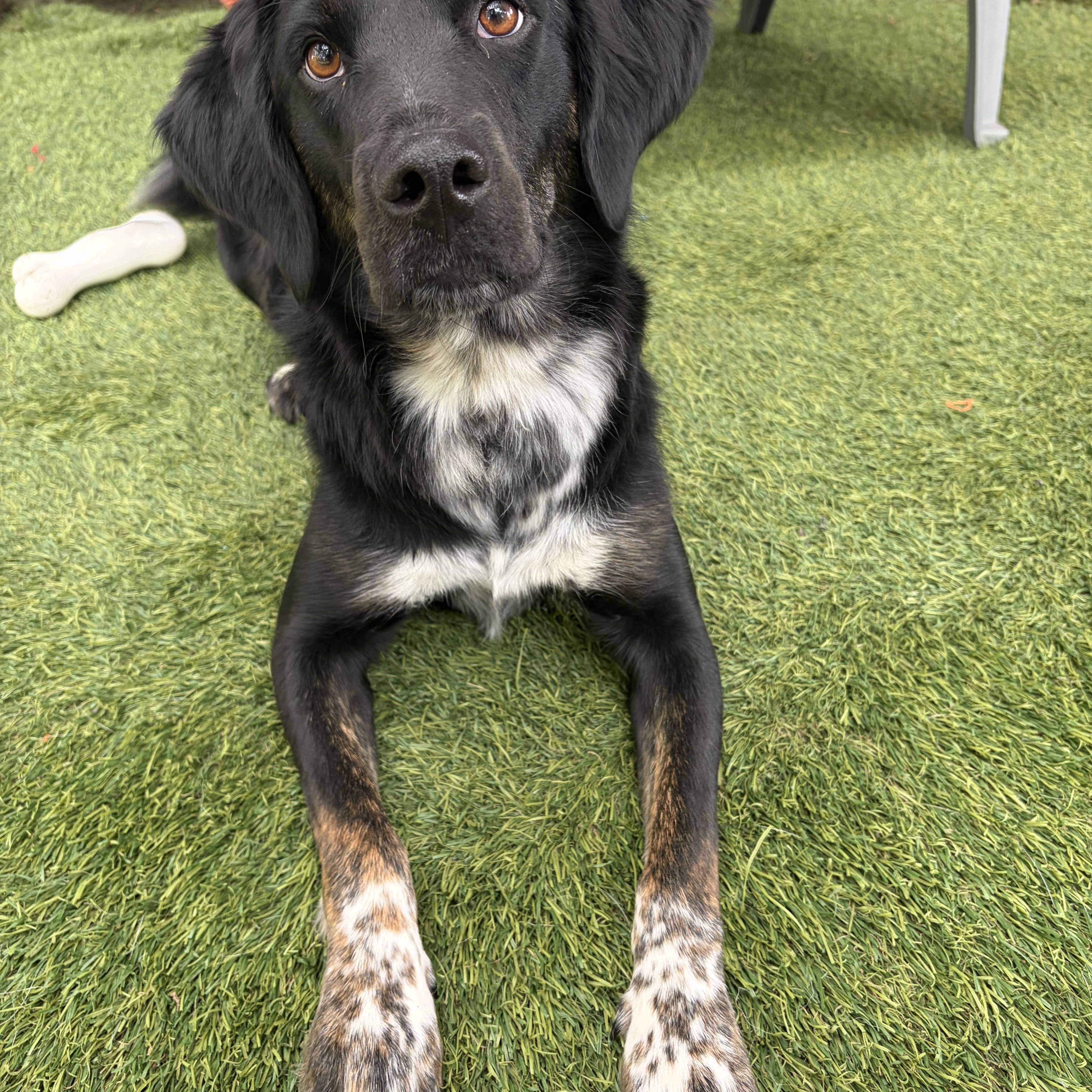 An adult medium-sized male Irish Setter dog named Dakota for adoption in Hollis, NH