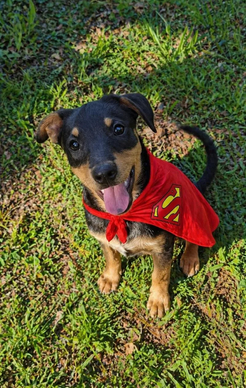 Crouton