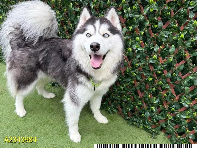 A young large-sized female Mixed Breed dog named Honey for adoption in West Palm Beach, FL