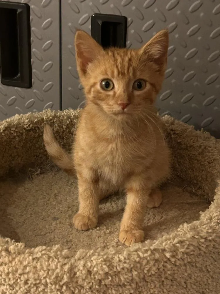 A baby small-sized male Domestic Short Hair cat named Cooper Eastman TNR for adoption in Peoria, IL