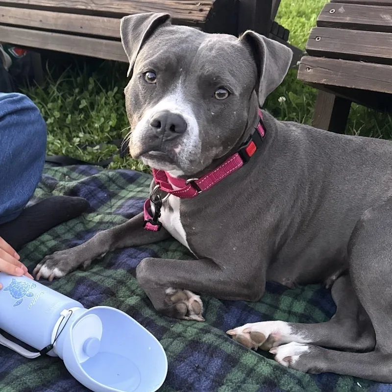 A young medium-sized female Pit Bull Terrier dog named Magnolia for adoption in Carmel, NY