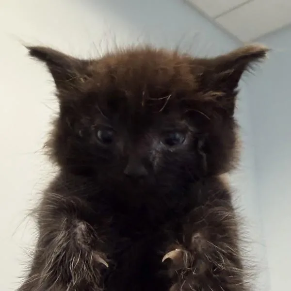 A baby small-sized male Domestic Long Hair cat named Jackalope for adoption in Escondido, CA