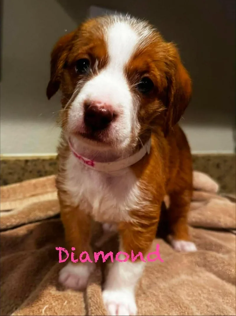 A baby medium-sized female Pit Bull Terrier dog named Diamond for adoption in Mission Viejo, CA