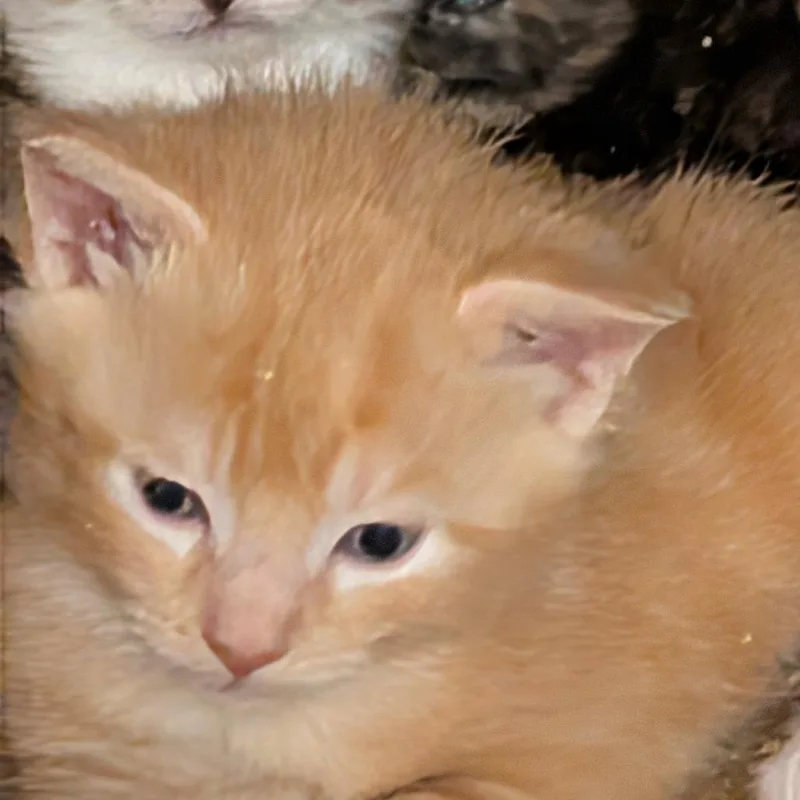 A baby small-sized male Orange / Red American Shorthair cat named Snickerdoodles for adoption in Bel Air, MD