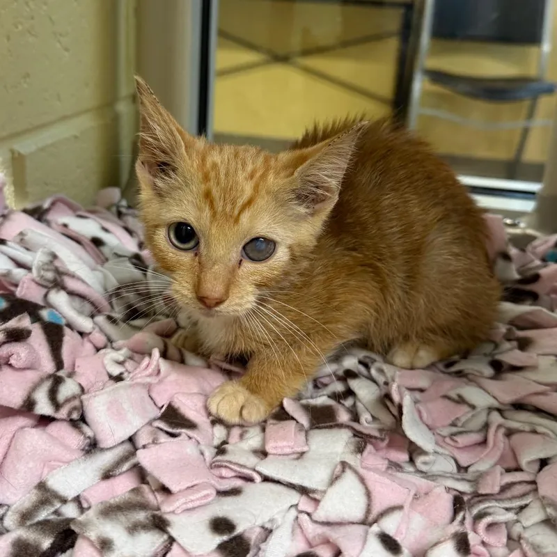 A baby small-sized male Orange / Red Domestic Short Hair cat named Aladdin for adoption in Naples, FL