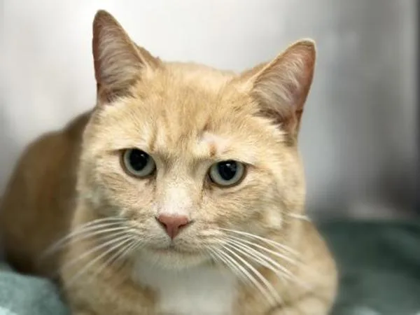 An adult small-sized male Domestic Short Hair cat named Miracle for adoption in Portland, OR