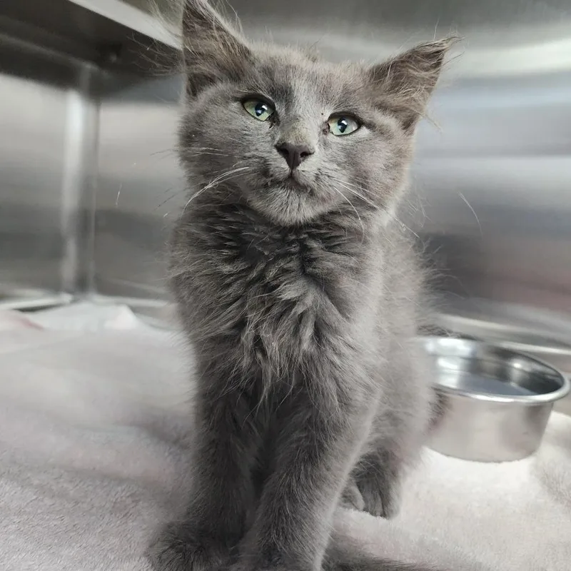 A baby small-sized male Gray / Blue / Silver Domestic Medium Hair cat named Gandalf the Grey for adoption in Dixon, IL