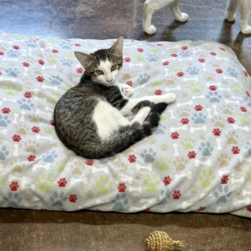 A baby medium-sized male Tabby (Gray / Blue / Silver) Domestic Short Hair cat named Kato for adoption in Gallatin, TN