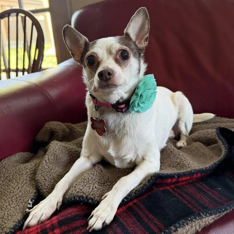 A senior small-sized female Black Chihuahua dog named Peanut for adoption in Shawnee, KS